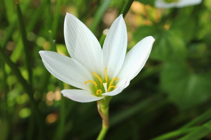 花呗现在情况 取消了吗