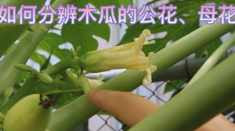 植物提取物高效提取技术及应用