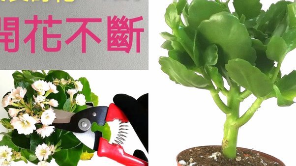 花呗套现平台现状探析