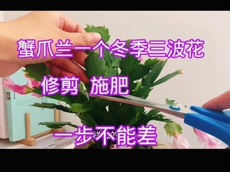 如何安全高效地使用花呗？