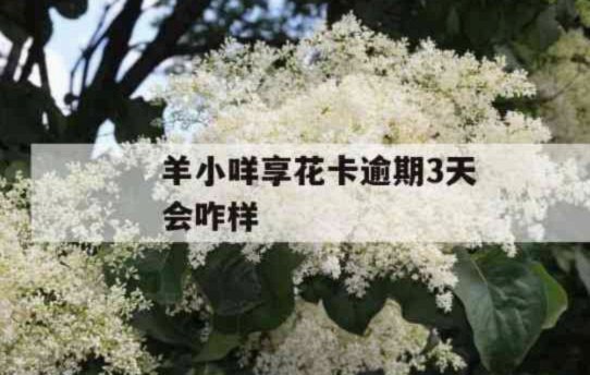 羊小咩借款的位置在哪里