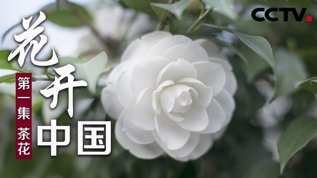 花呗被冻结怎么办？原因分析与自助解冻指南